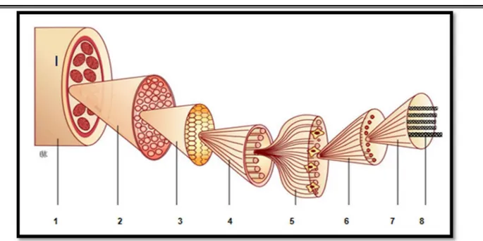 Figure 18 :.Schéma de la composition structurale hiérarchique du tendon, de la molécule à  l’unité tendineuse