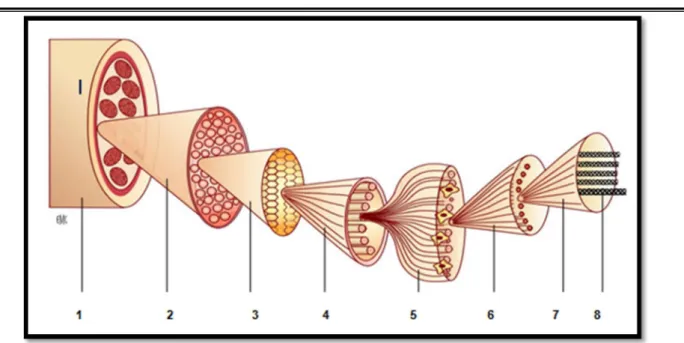 Figure 18 :.Schéma de la composition structurale hiérarchique du tendon, de la molécule à  l’unité tendineuse