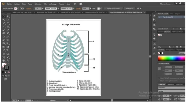 Figure 2 : Aperçu de l’image 1 reproduite par  Adobe illustrator 
