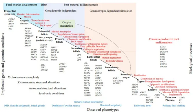 Figure 22 : Processus biologique et les causes génétiques impliqués dans l'infertilité féminine [20] 