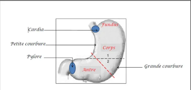 Figure 15 : les différentes parties de l’estomac [15]  c.  Structure et configuration intérieure : 