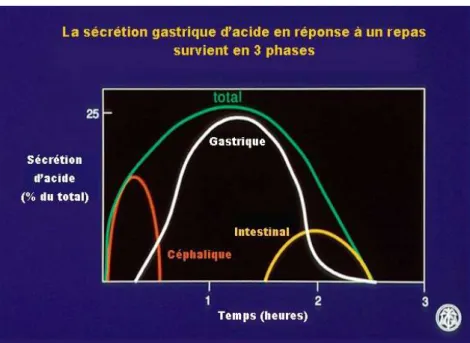 Figure 25 : les phases de la sécrétion gastrique après la prise du repas [20] 