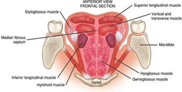 Figure 19 Coupe frontale de la langue muscles de la langue  5.  La muqueuse de la langue  