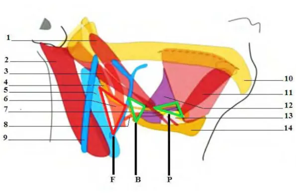 Figure 22 Anatomie descriptive de l’espace parapharyngé droit  1. Muscle stylo-hyoïdien  