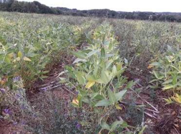 Fig. 1. Culture de soja dans un couvert permanent de luzerne. Fig. 1. Soybeans with permanent alfalfa cover.