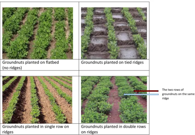 Fig. 1. The four planting methods: ﬂatbed, tied ridges, single row and double rows.
