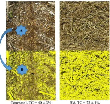 Fig. 1. (A) Exemples d’images brutes de résidus de cultures de tournesol et de blé avant et (B) après leur traitement numérique respectifs : toutes les parties en jaunes sont comptabilisées pour être de la surface couverte par ces résidus.