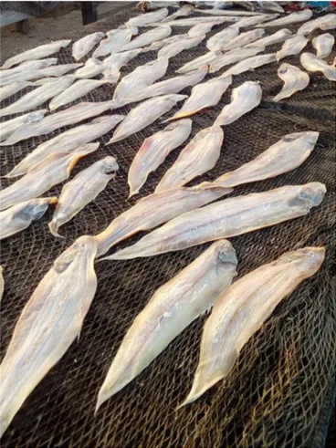 Fig. 4. Séchage des poissons sur un ﬁlet de récupération. Fig. 4. Drying ﬁsh on a salvage net.