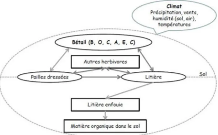 Fig. 2. Représentation schématique du module de dégradation de la masse herbacée sèche