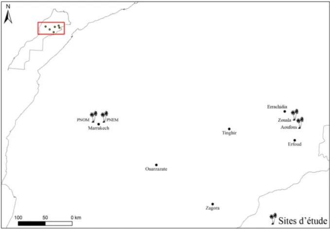 Fig. 1. Localisation des sites d’études au niveau des palmeraies prospectées. PNEM : palmeraie Nord-Est de Marrakech ; PNOM : palmeraie Nord-Ouest de Marrakech.