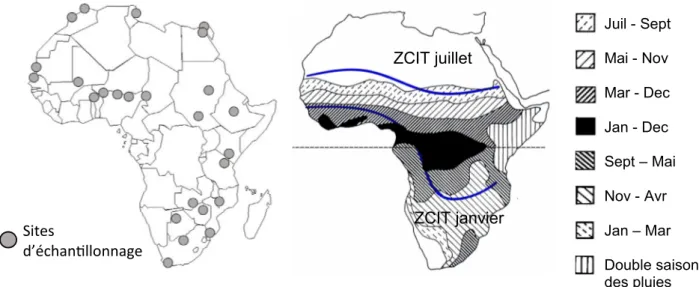 Fig. 1. Distribution continentale des sites d’échantillonnage et des saisons des pluies en relation avec la position saisonnière de la zone de convergence intertropicale (ZCIT).