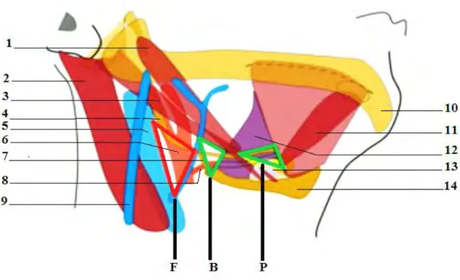 Figure 6   3.3.2  Veineuse   