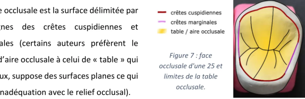 Figure 7 : face  occlusale d'une 25 et 