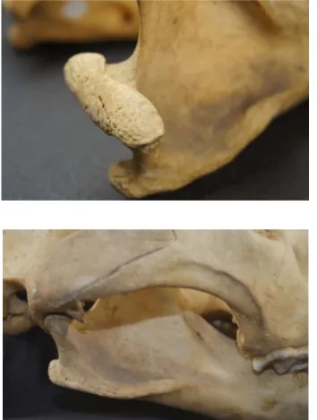 Figure 5 : vue supéro-latérale de la  surface articulaire du condyle 