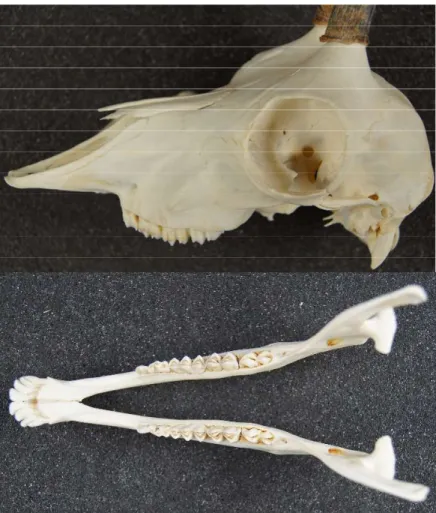Figure 7 : crâne d'un jeune  isard (sans mandibule) vue  latérale gauche, seules les  dents postérieures sont  présentes, il n’existe pas 