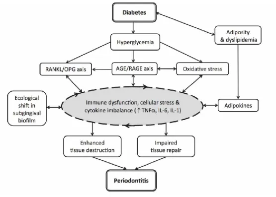 Figure 4: Association maladies parodontales et diabète (26)