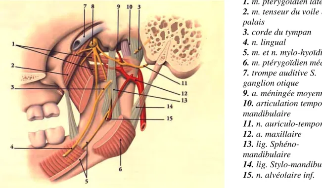 Figure 4 [26]. Vue médiale du côté gauche de la branche montante mandibulaire. Section  du muscle ptérygoïdien médial
