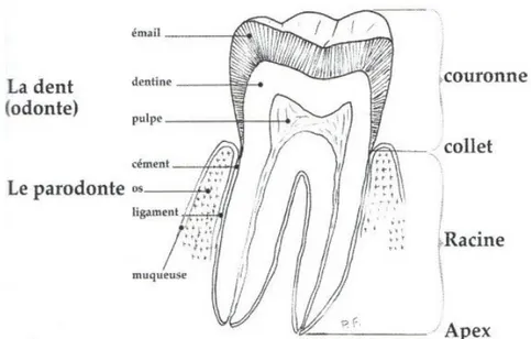 Fig. 7. L'organe dentaire : coupe schématique d'une molaire inférieure ( Fronty et coll
