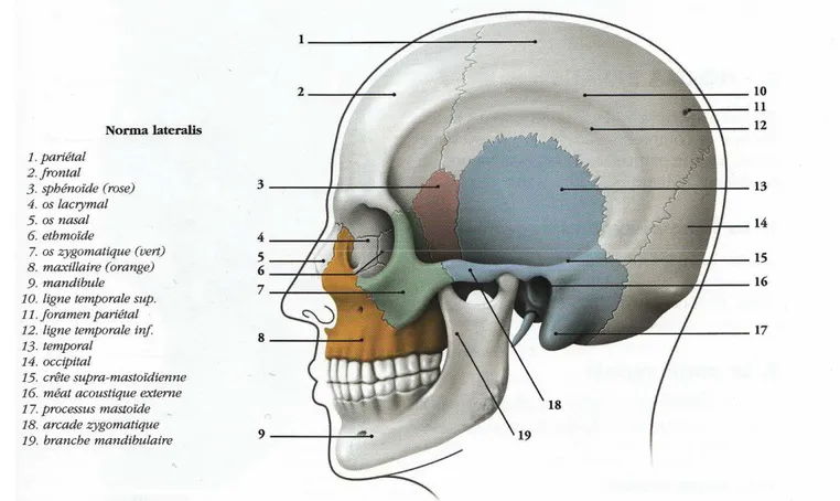 Fig. 2 – Norma lateralis de la face.