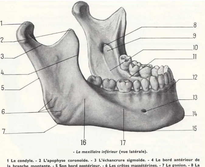 Fig. 3 – Anatomie de la mandibule, vue latérale. 