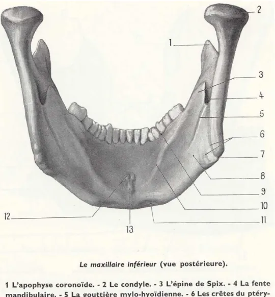 Fig. 4 – Anatomie de la mandibule, vue distale. 
