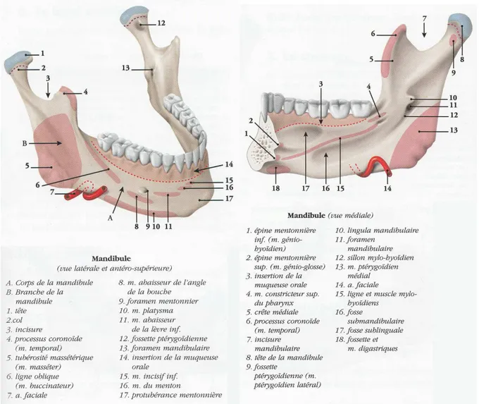 Fig. 5 et Fig. 6 – Anatomie mandibulaire, face externe et face interne. 