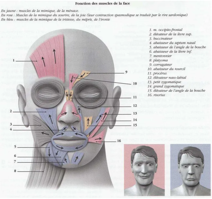 Fig. 8 – Les muscles de la face et leurs fonctions. 