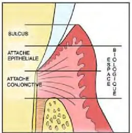 Illustration 1: Schéma de l'espace  biologique dentaire (114)