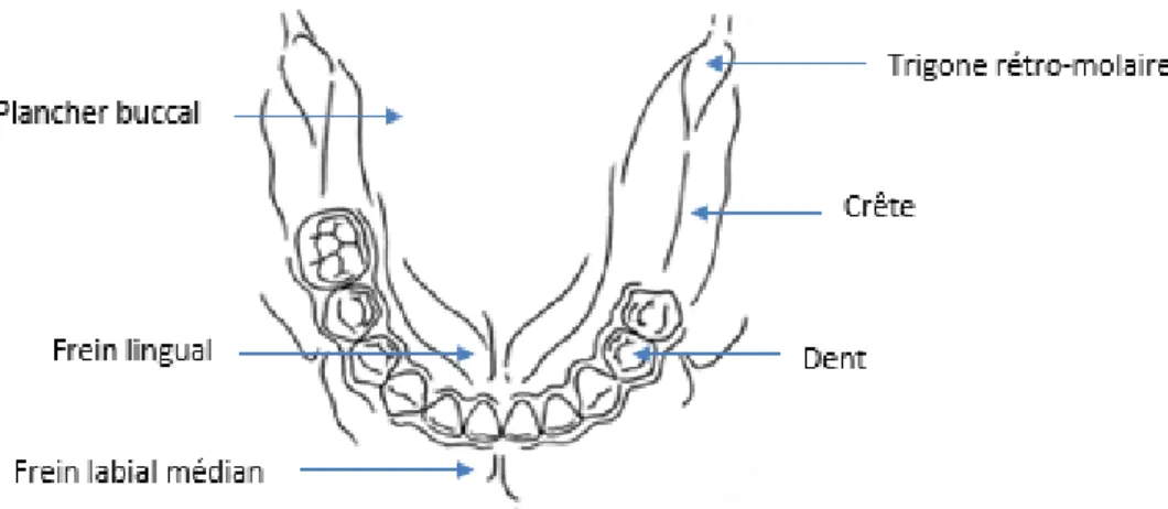 Figure 2 : Schéma des éléments constitutifs de la mandibule 