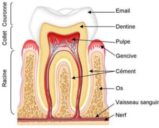 Figure 4 : Schéma représentant  les différentes faces d’une  dent, ici une incisive centrale 