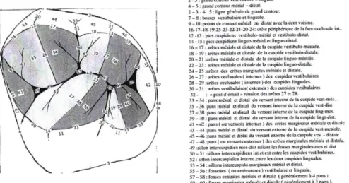 Figure 3: Face occlusale d'une 26 avec présentation de tous les reliefs cuspidiens [10] 