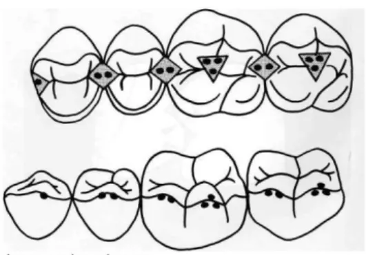 Figure 6 : Relations entre les cuspides  d’appui mandibulaires et les molaires maxillaires [13]