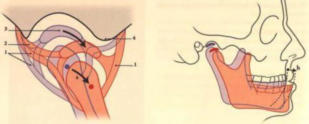 Figure  37 :  Propulsion  de  la  mandibule    (a.  Centre  instantané  du  mouvement  de  propulsion,  1