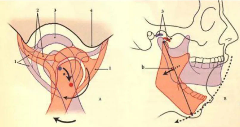 Figure 39 : Abaissement de la mandibule (A. Déplacement ménisco-mandibulaire, B. Déplacement de 