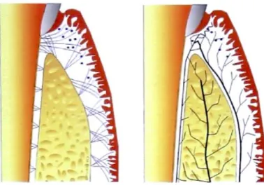 Figure 6 - A gauche : représentation des fibres collagéniques. A droite :  représentation de la vascularisation de la muqueuse orale