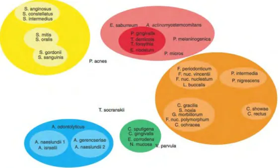 Figure 8 : Relation entre les espèces d’un même complexe microbien et entre les  complexes microbiens de la plaque supra gingivale
