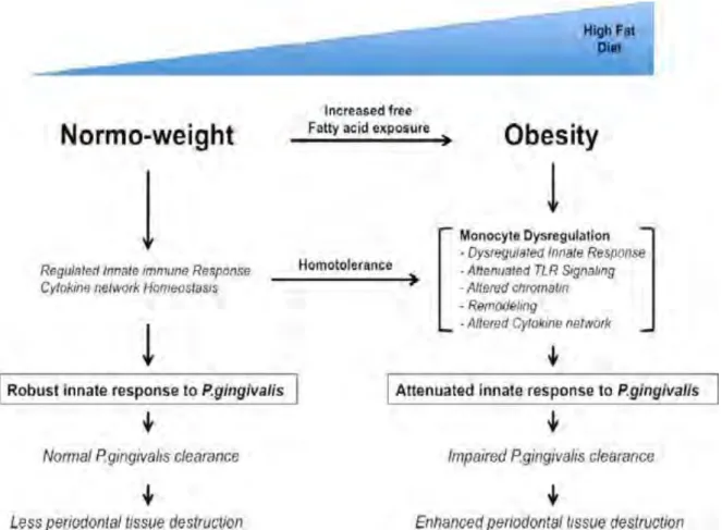 Figure 9 : Effets de l’obésité sur la réponse immunitaire innée lors d’une infection par  Porphyromonas gingivalis