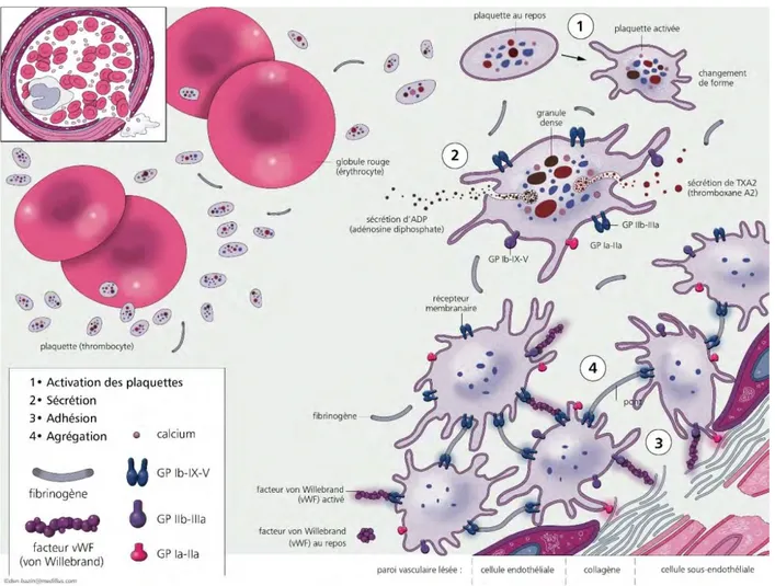 Figure 1: Physiologie de l’hémostase primaire issue du site mhemo.fr (1) 