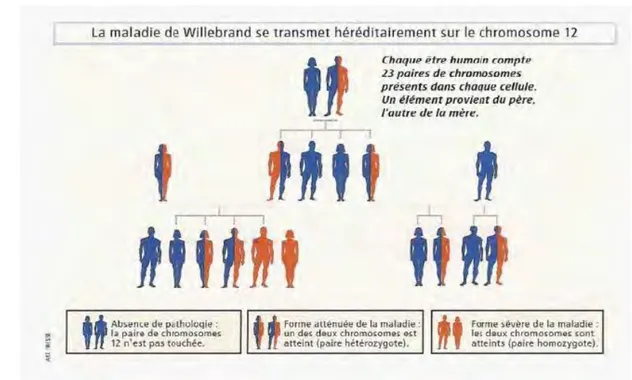 Figure 4 : Schéma du mode de transmission héréditaire de la maladie (19) 