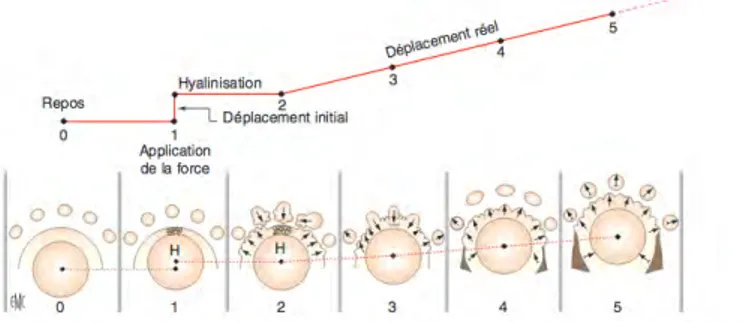 Figure	
  10	
  :	
  Correspondance	
  entre	
  la	
  courbe	
  de	
  déplacement	
  et	
  les	
  différents	
  stades	
  morphologiques	
  de	
  la	
   réaction	
  osseuse.	
  H	
  :	
  hyalinisation	
  (12) 