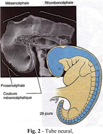 Fig. 2 - Tube neural, 