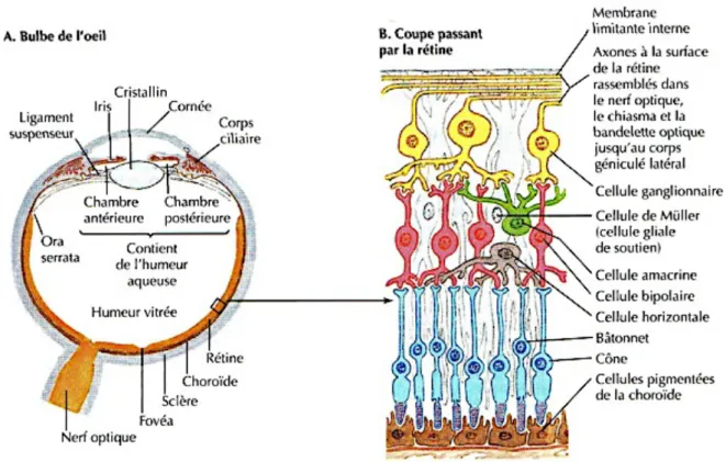 Fig. 19 - Anatomie de l’œil et physiologie de la vision - d’après Netter [p 515,14]. 