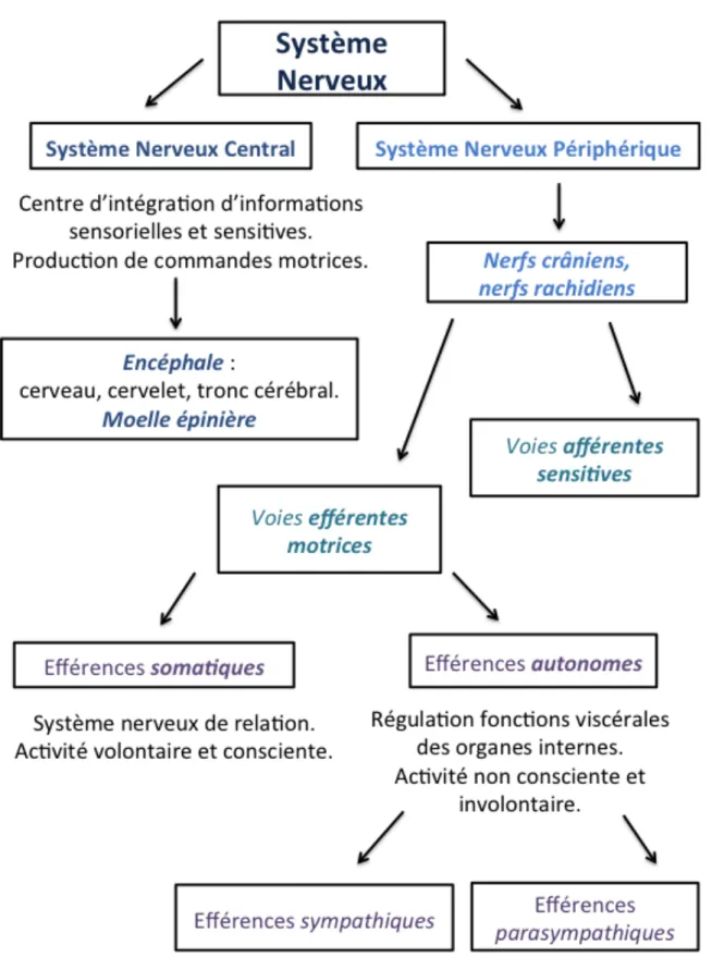 Fig. 24 - Représentation schématique de l’organisation du système nerveux. - 