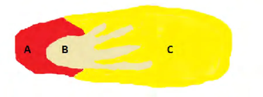 Figure 7 : Schéma du caillot de fibrine. 