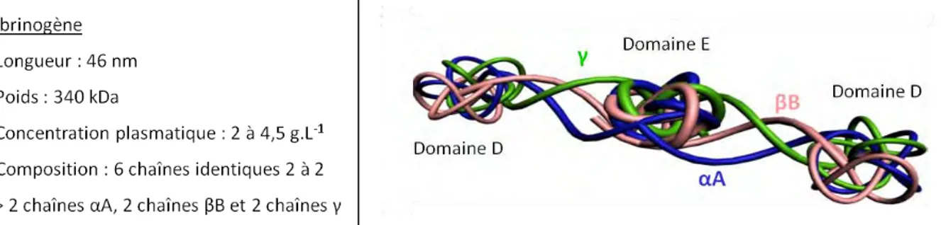Figure 8 : Le fibrinogène, caractéristiques et modélisation en image de synthèse. 