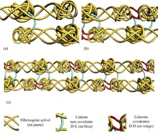 Figure 9 : Modélisation théorique en images de synthèse de la constitution d’une  fibrille de fibrine