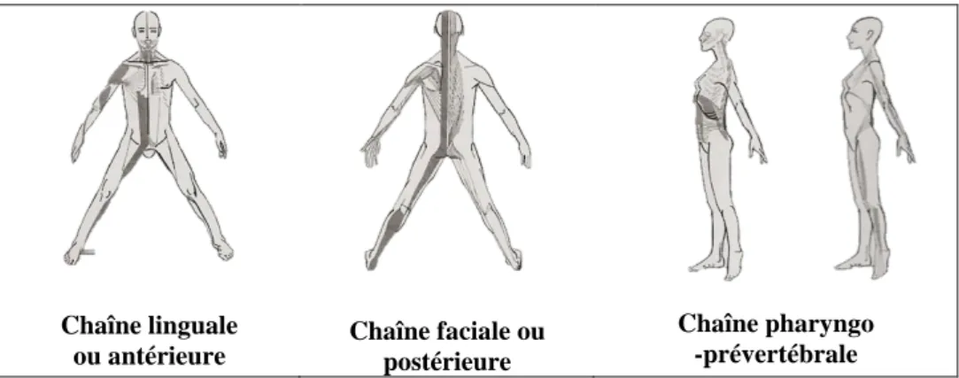 Figure 3 : Les chaînes antéro-postérieures d’après Struyf-Denys  104 . 