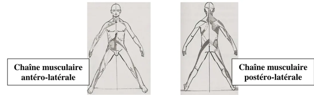 Figure 4 : Les chaînes latéro-masticatrices d’après Struyf-Denys  104 . 