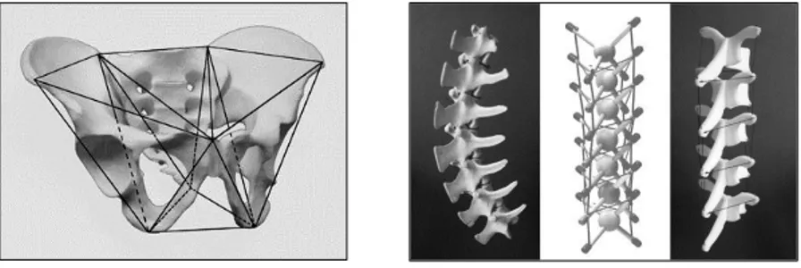 Figure 5 : Concept de tenségrité appliqué au bassin et au rachis. 