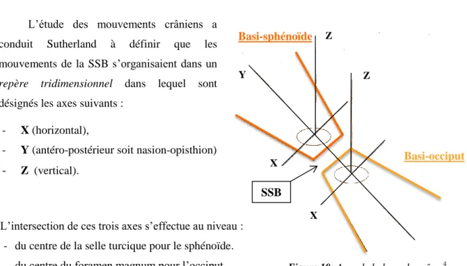 Figure 10: Axes de la base du crâne  4 .   